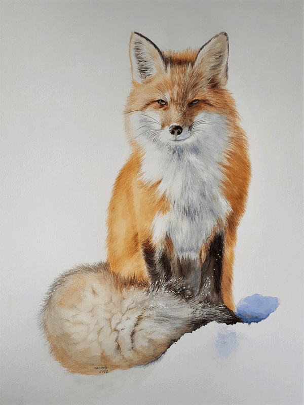 Vulpes vulpes